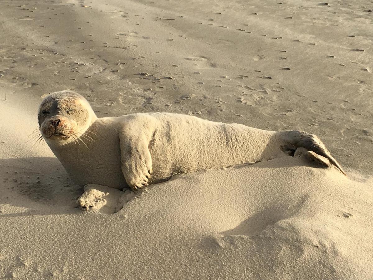 Sternenlicht Διαμέρισμα Norderney Εξωτερικό φωτογραφία